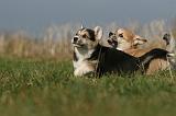 CORGI PEMBROKE 1144